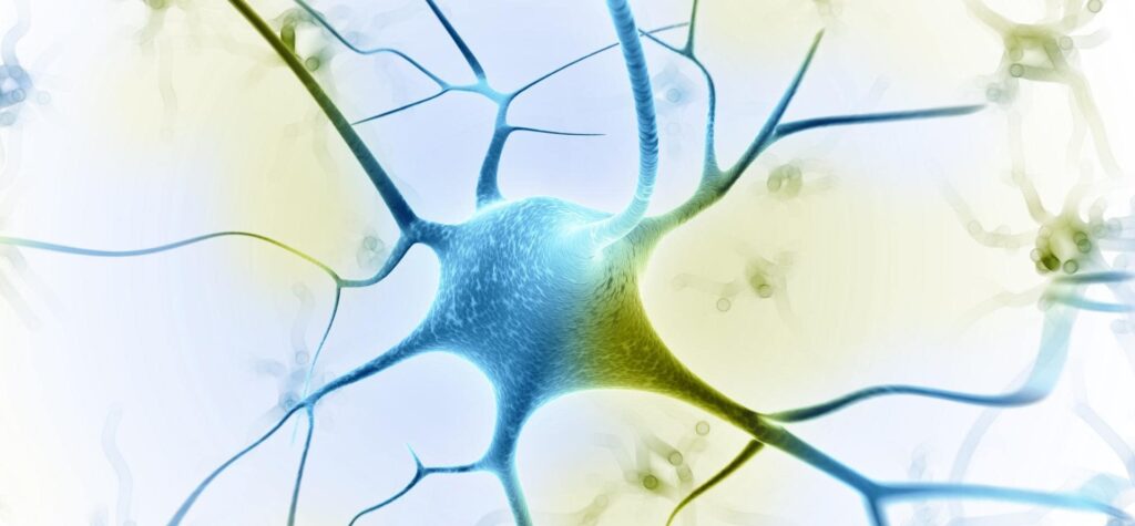 Neuron